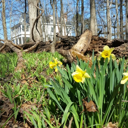 Naturalized clumps of daffodils grow in the woods